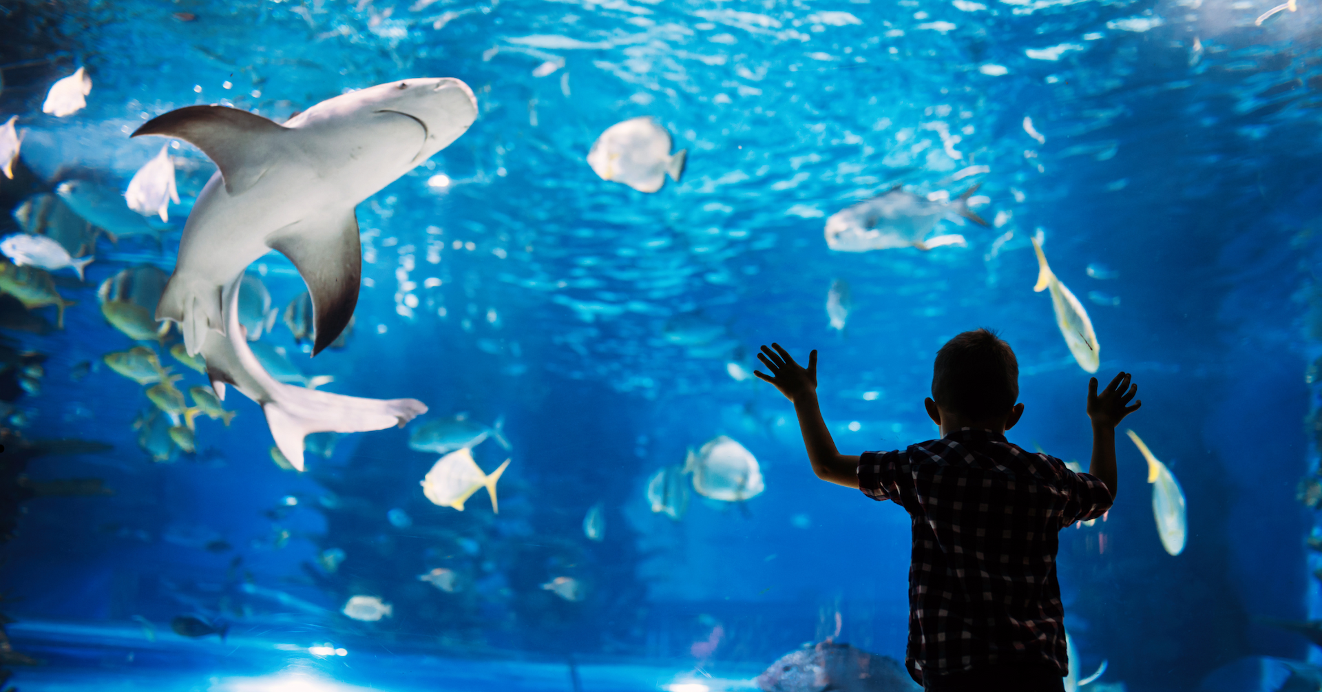 Discover Abu Dhabi’s Wonders